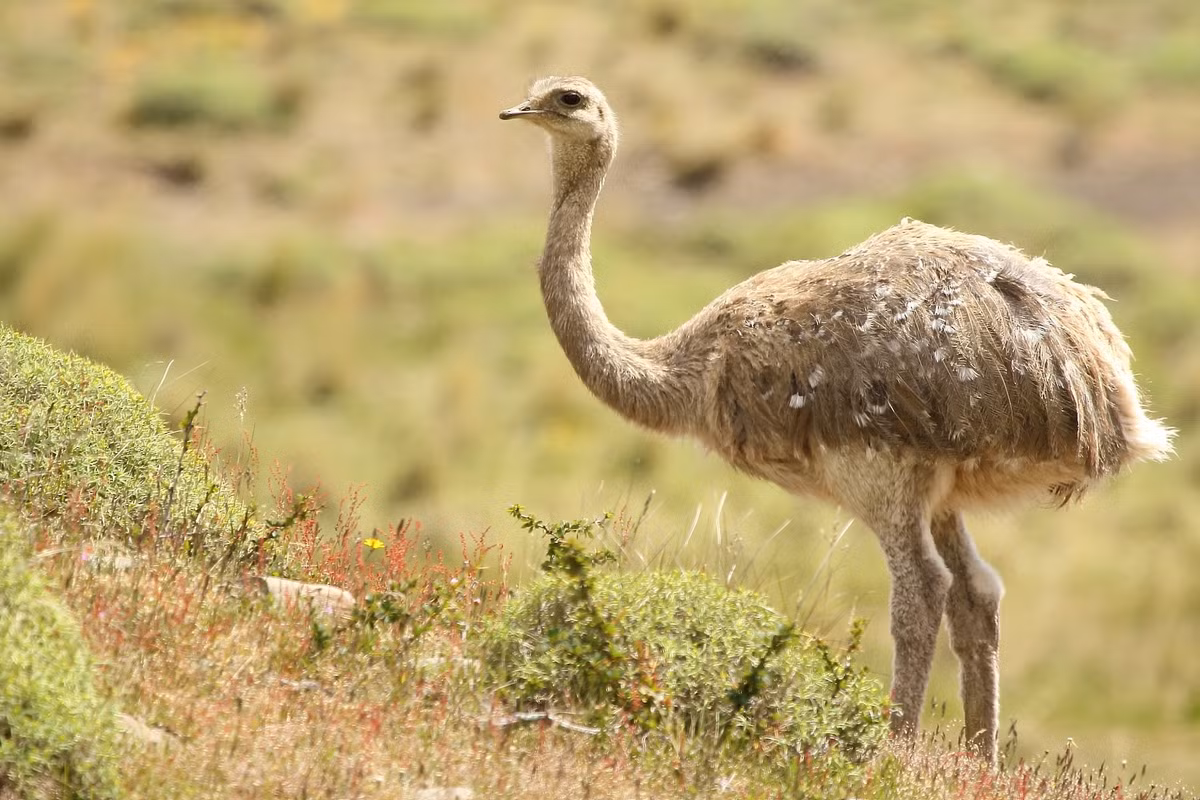 Đà điểu Nam Mỹ nhỏ (Pterocnemia pennata) cao 92-100 cm, sống theo đàn nhỏ ở phía Nam dãy Andes và Patagonia. Chúng có cánh khá lớn so với họ hàng là đà điểu Nam Mỹ lớn. Ảnh: eBird.