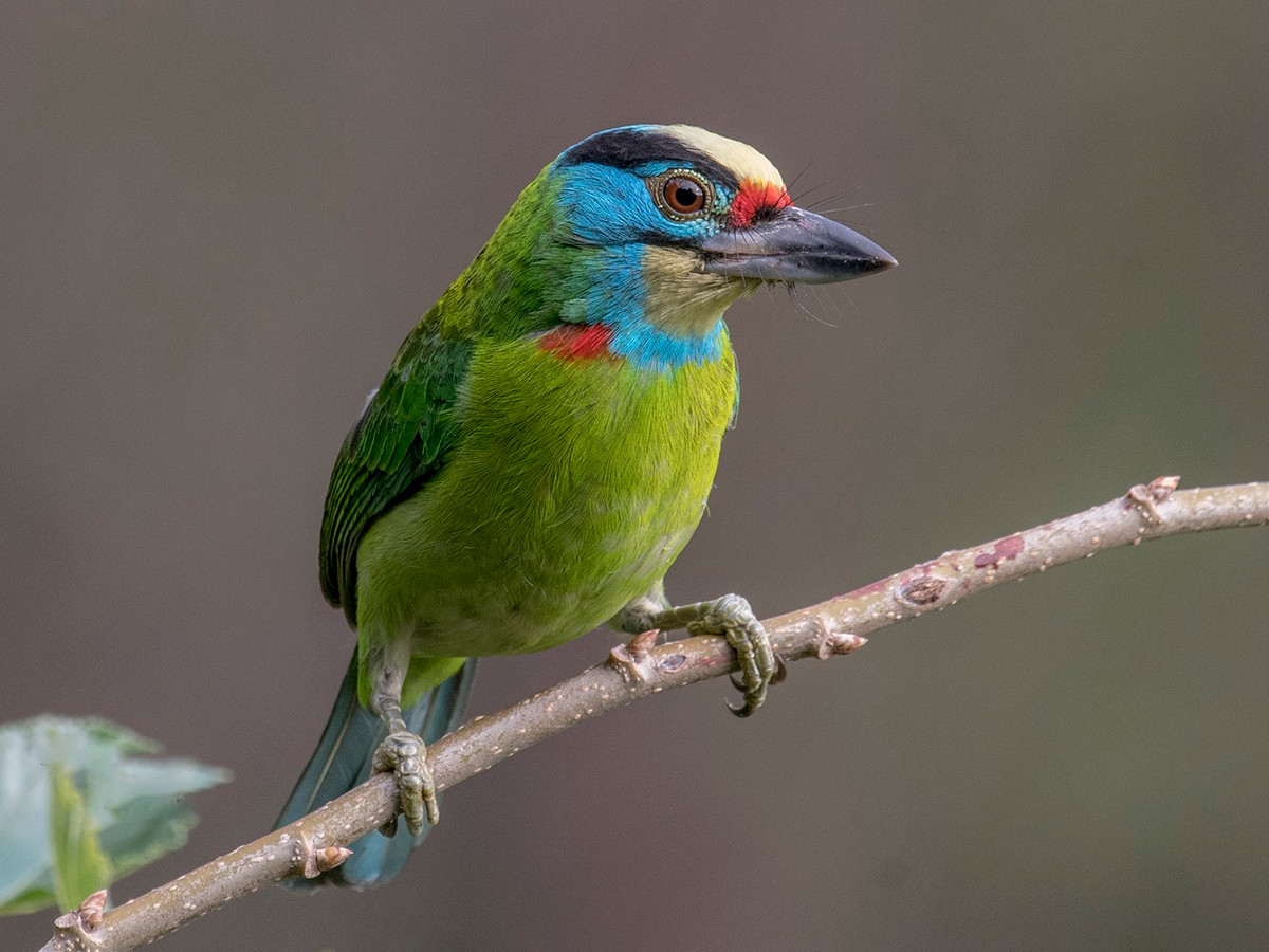 Chim cu rốc trán vàng (Psilopogon annamensis) dài 21-23 cm, là loài định cư tương đối phổ biến tại Trung và Nam Trung Bộ (VQG Chư Yang Sin, khu vực Tà Nung, Đà Lạt). Chúng sống ở rừng lá rụng thường xanh, độ cao 600-1.450 mét.