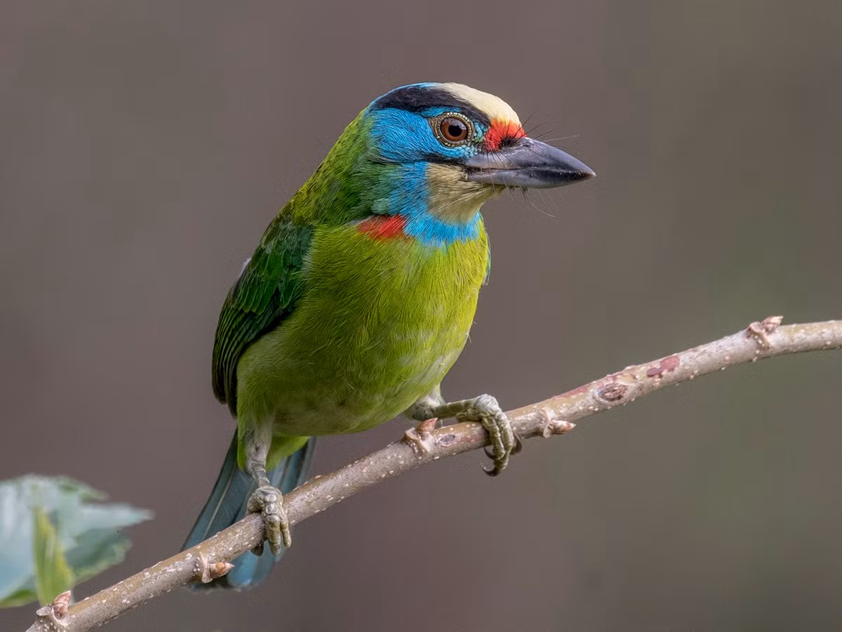 Chim cu rốc trán vàng (Psilopogon annamensis) dài 21-23 cm, là loài định cư tương đối phổ biến tại Trung và Nam Trung Bộ (VQG Chư Yang Sin, khu vực Tà Nung, Đà Lạt). Chúng sống ở rừng lá rụng thường xanh, độ cao 600-1.450 mét.