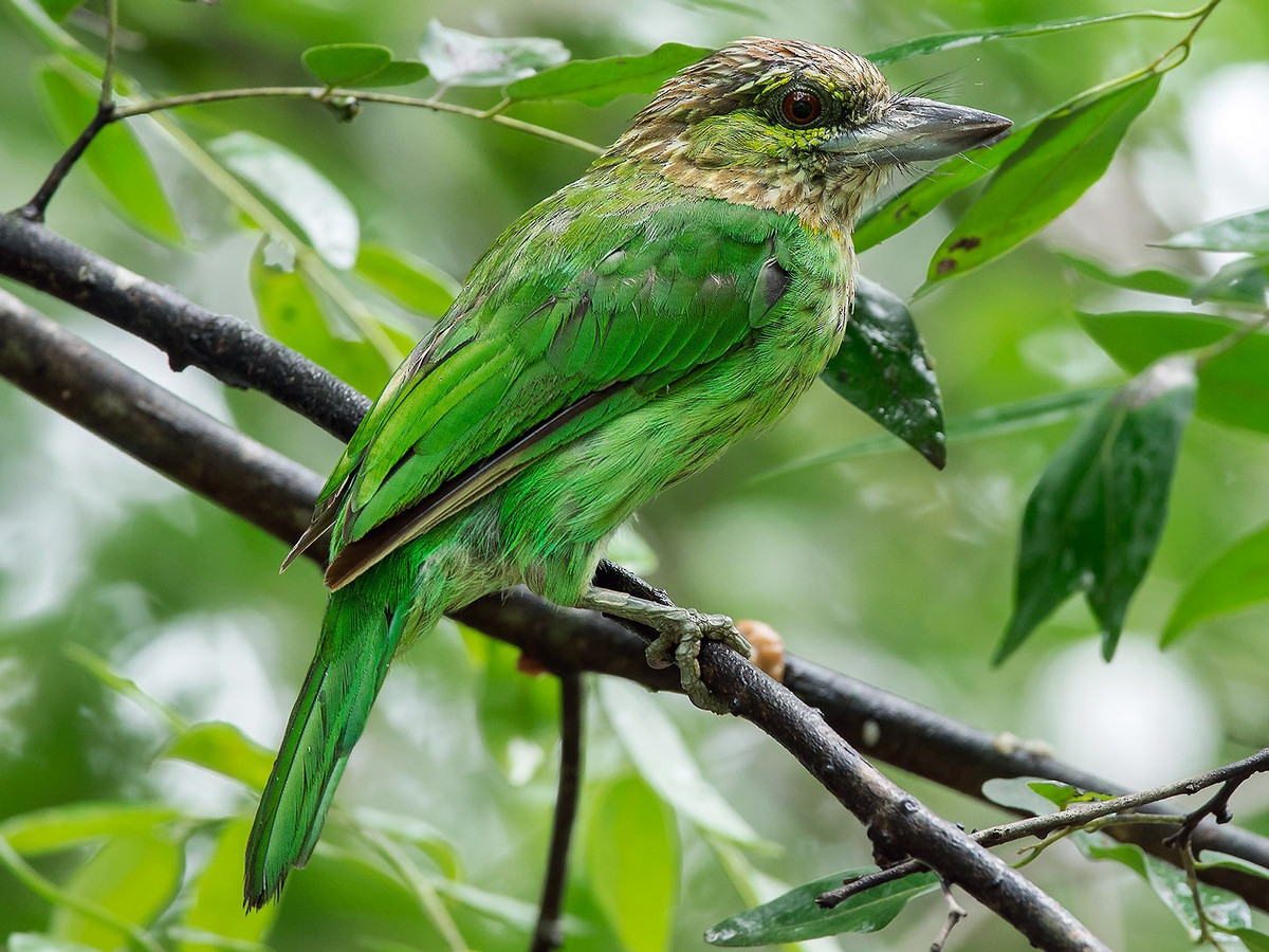 Chim thầy chùa đầu xám (Psilopogon faiostricta) dài 24-27 cm, là loài định cư tương đối phổ biến trong cả nước (VQG Tam Đảo, Ba Vì, Cúc Phương, Bạch Mã, Chư Yang Sin). Chúng sống ở rừng lá rụng thường xanh, bán thường xanh, rừng khộp hỗn giao, các khu vực có cây gỗ rải rác.