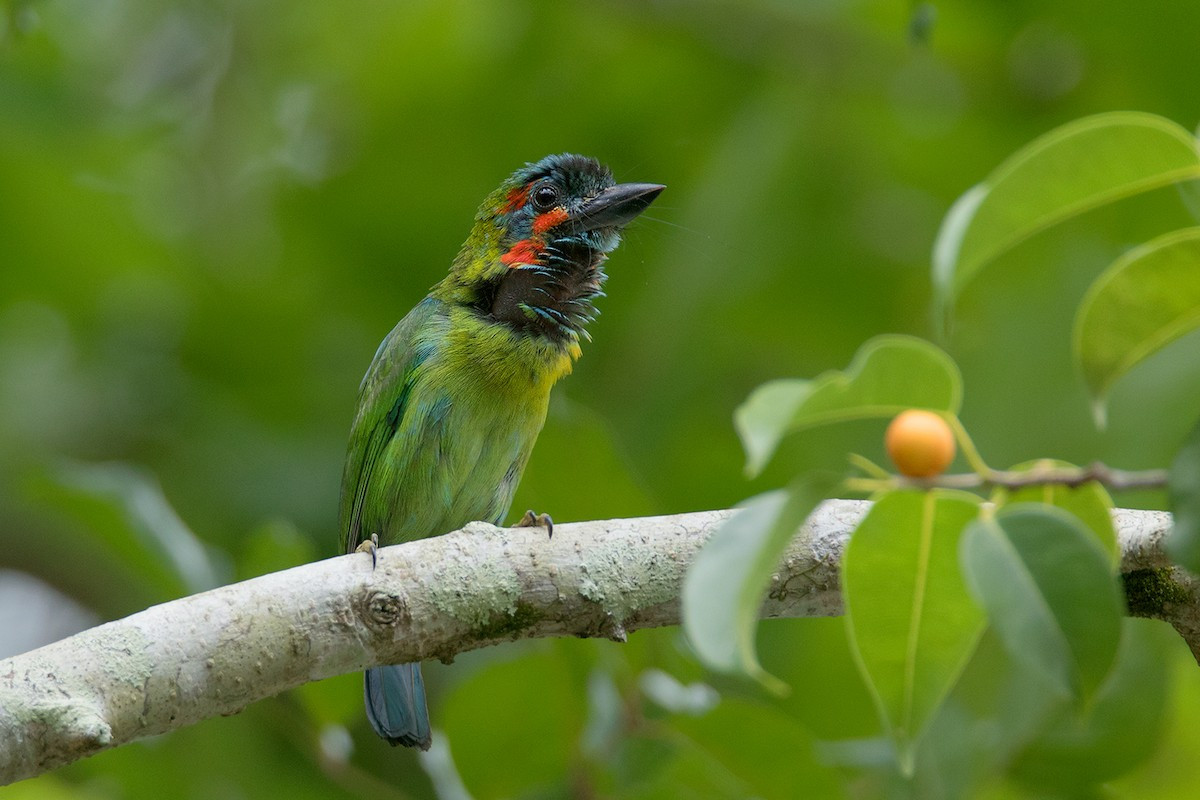 Chim cu rốc đầu đen (Psilopogon cyanotis) dài 17-18 cm, là loài định cư tương đối phổ biến trong cả nước (VQG Bạch Mã, Chư Yang Sin). Môi trường sống ưa thích của chúng là rừng lá rụng thường xanh, bán thường xanh, rừng khộp hỗn giao và rừng thứ sinh.