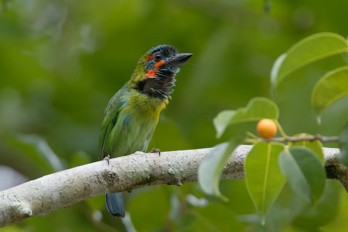Chim cu rốc đầu đen (Psilopogon cyanotis) dài 17-18 cm, là loài định cư tương đối phổ biến trong cả nước (VQG Bạch Mã, Chư Yang Sin). Môi trường sống ưa thích của chúng là rừng lá rụng thường xanh, bán thường xanh, rừng khộp hỗn giao và rừng thứ sinh.
