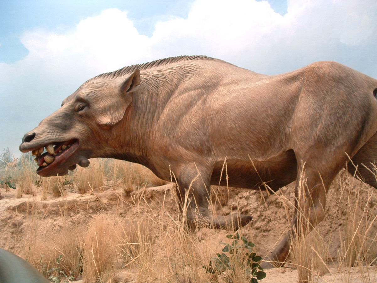 Entelodon là một chi thú hình dáng gần giống lợn, có chiều dài 3 mét, nặng 1 tấn, tồn tại vào khoảng 37 triệu tới 27 triệu năm ở khu vực ngày nay là Bắc Mỹ, châu Âu, châu Á. Thức ăn của loài vật " hậu khủng long" này chủ yếu là động vật sống và ở một số nơi chúng là loài săn mồi hung tợn nhất.