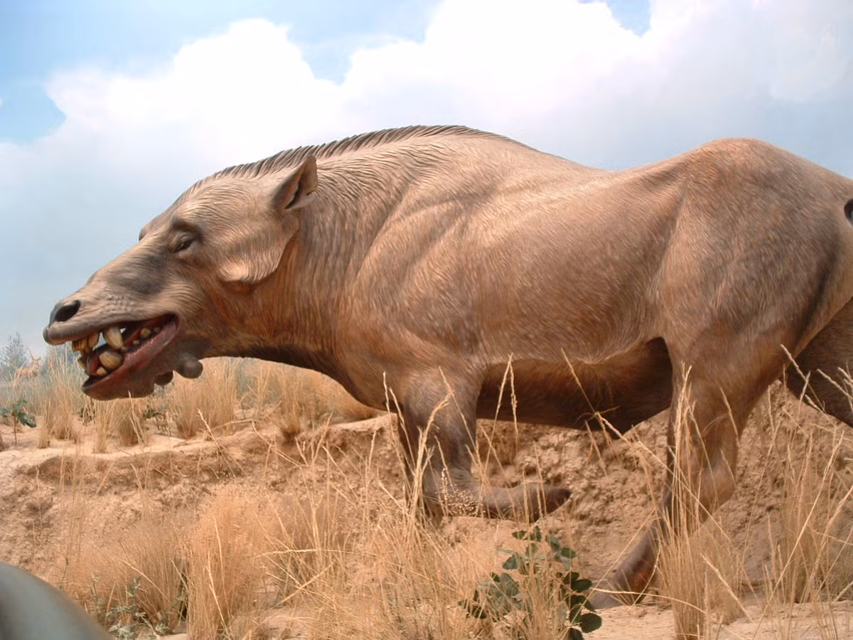 Entelodon là một chi thú hình dáng gần giống lợn, có chiều dài 3 mét, nặng 1 tấn, tồn tại vào khoảng 37 triệu tới 27 triệu năm ở khu vực ngày nay là Bắc Mỹ, châu Âu, châu Á. Thức ăn của loài vật " hậu khủng long" này chủ yếu là động vật sống và ở một số nơi chúng là loài săn mồi hung tợn nhất.