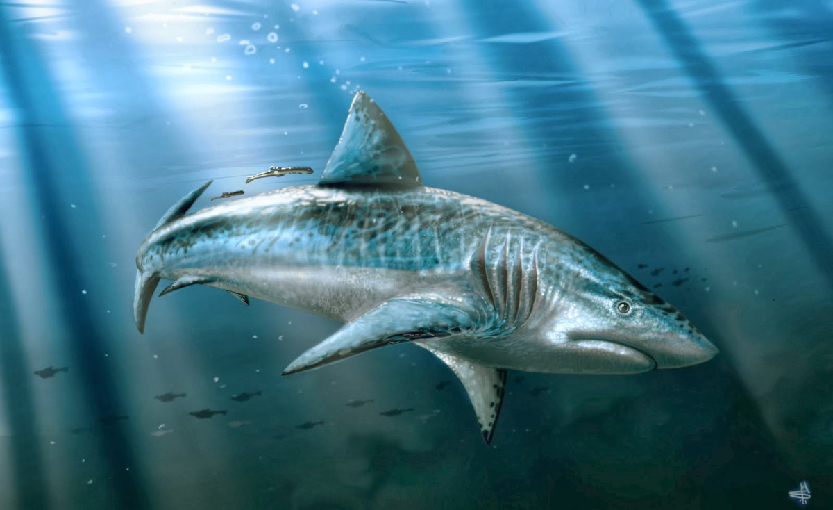 Carcharodon Megalodon là loài cá mập khổng lồ, dài đến 20 mét và nặng 100 tấn, sống trong các đại dương cách đây 23 triệu tới 4 triệu năm. Là loài cá mập lớn nhất từng được biết đến, chúng ăn cá voi, các loài cá lớn và rùa biển.