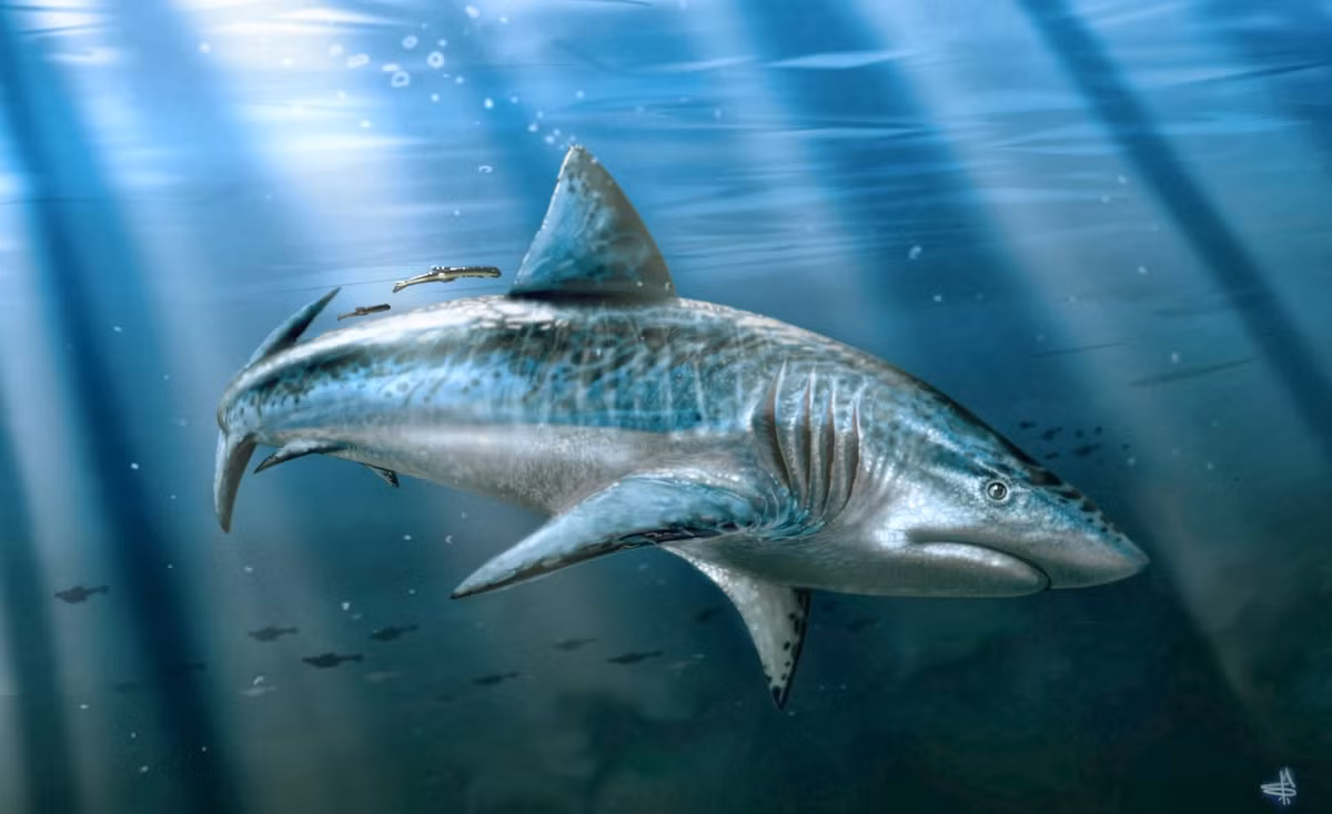 Carcharodon Megalodon là loài cá mập khổng lồ, dài đến 20 mét và nặng 100 tấn, sống trong các đại dương cách đây 23 triệu tới 4 triệu năm. Là loài cá mập lớn nhất từng được biết đến, chúng ăn cá voi, các loài cá lớn và rùa biển.