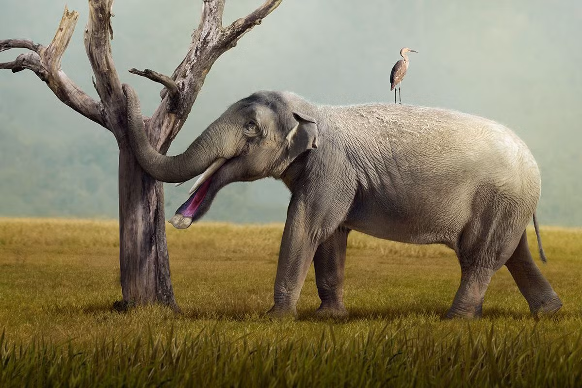 Platybelodon là chi voi có hàm dưới dẹt như cái xẻng, cao 2 mét, nặng 2 tấn, sống cách đây 15 triệu đến 4 triệu năm tại châu Phi, châu Âu, châu Á và Bắc Mỹ. Trước kia người ra nghĩ rằng loài voi này dùng hàm dưới để xúc thực vật trong đầm lầy. Theo các nghiên cứu mới thì chúng dùng hàm dưới để tước vỏ cây và cắt cành cây.