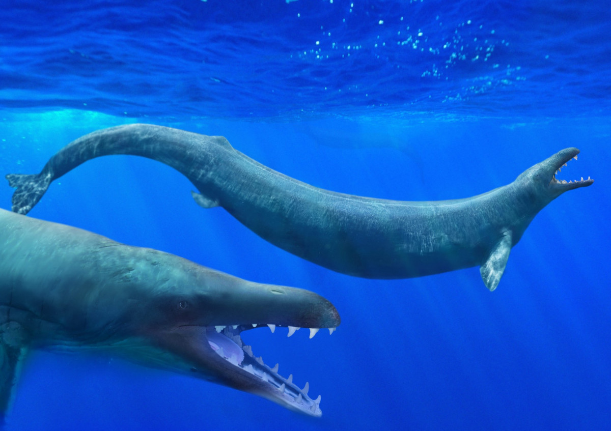 Basilosaurus là một chi cá voi gồm các loài có chiều dài từ 12-24 mét, nặng khoảng 27 tấn, sống cách đây 50 triệu năm, hóa thạch được tìm thấy ở Ai Cập, Mỹ, Pakistan. Không thể lặn quá sâu, chúng thường săn mồi gần mặt nước, thức ăn là cá và các động vật biển khác.