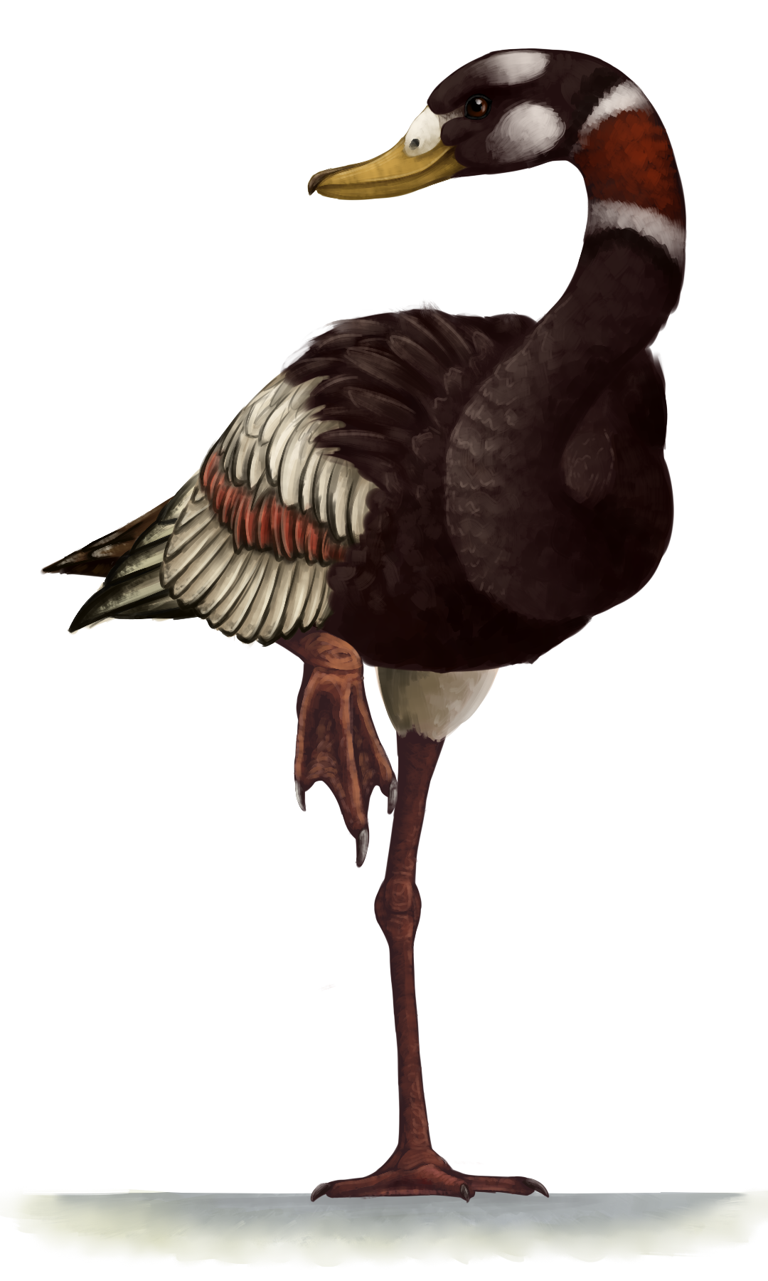 Presbyornis là chi chim nước cao 1,5 mét, nặng 15 kg, sinh sống cách đây khoảng 60 triệu tới 50 triệu năm ở Bắc Mỹ. Là một trong những thành viên sớm nhất của bộ Ngỗng (Anseriform), chúng có chân màng, thường lội ở ven bờ để ăn động vật nhỏ và cây cối bằng cái mỏ rộng.