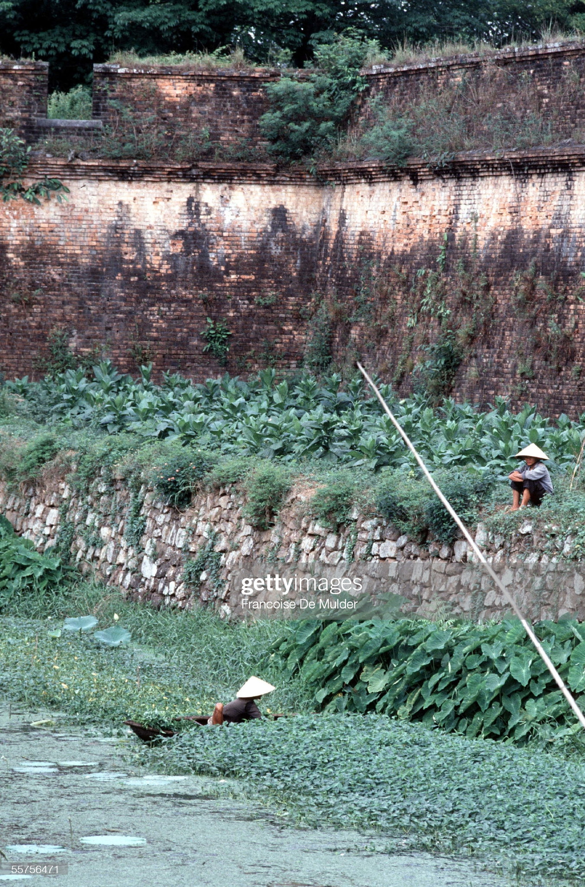 Người dân hái rau muống ở hào nước bên ngoài tường thành của Kinh thành Huế.