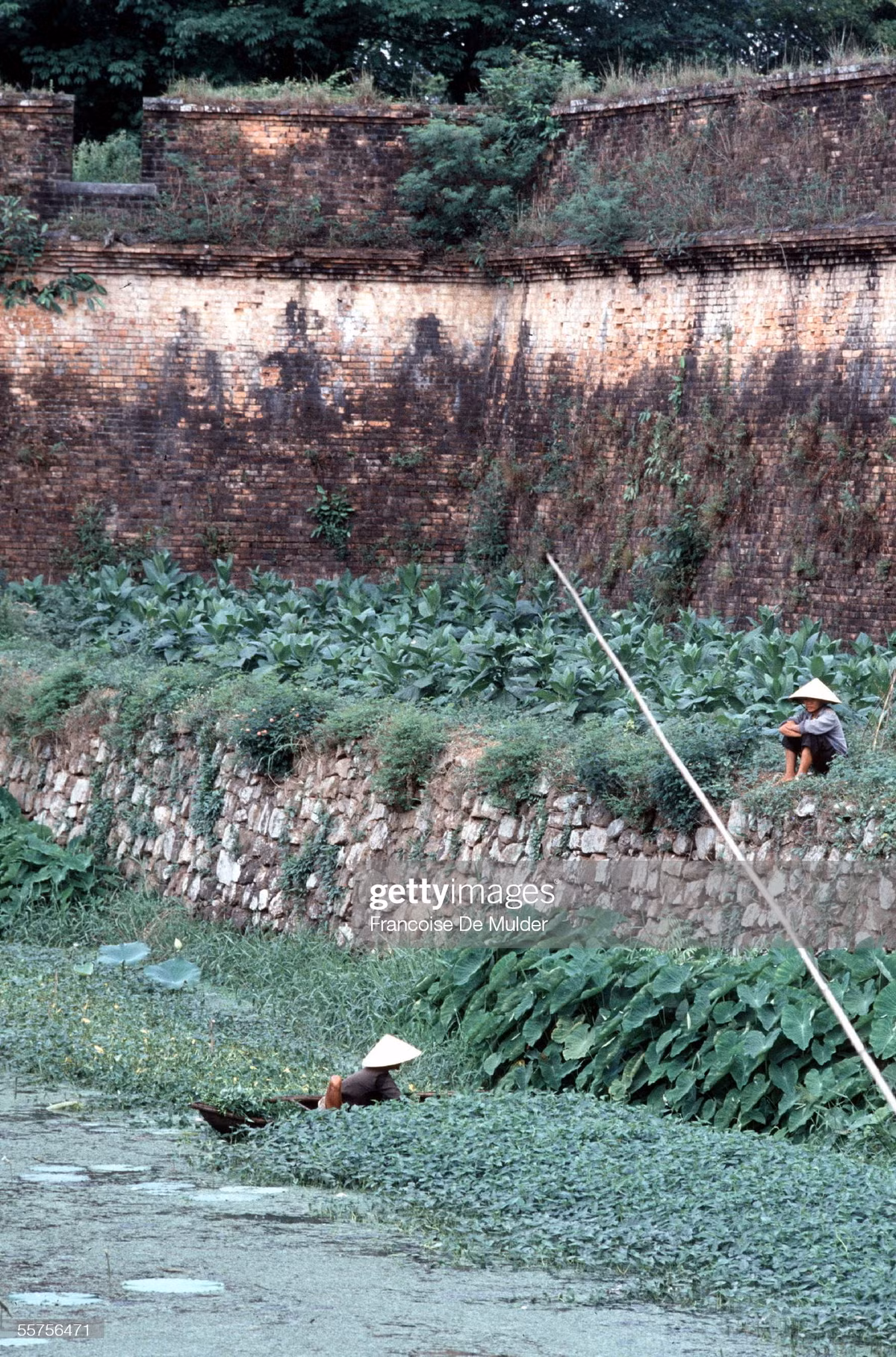 Người dân hái rau muống ở hào nước bên ngoài tường thành của Kinh thành Huế.