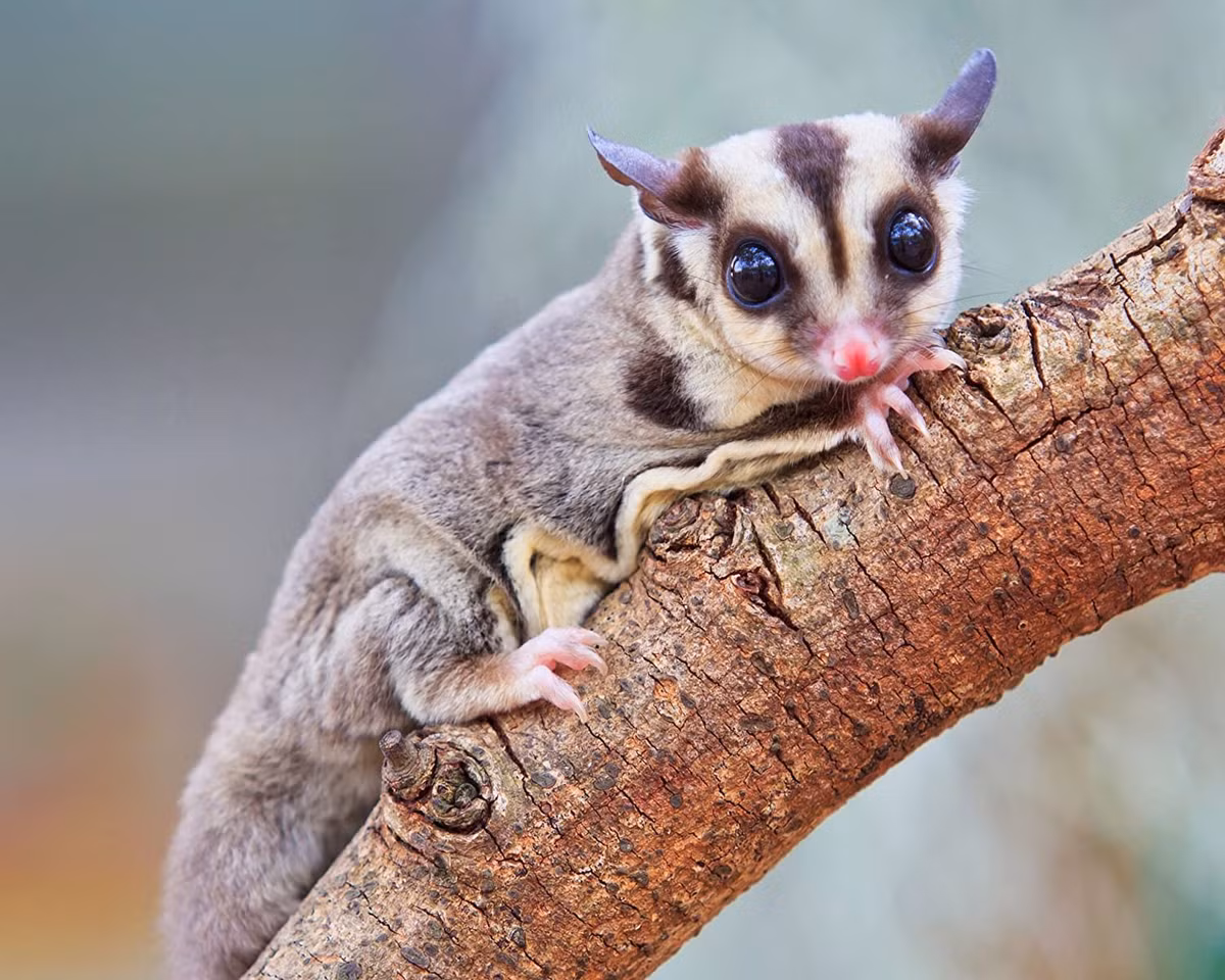 Sóc túi bay đầu ngắn (Petaurus breviceps) dài 15-21 cm, là loài bản địa Đông Bắc Australia, New Guinea và các đảo lân cận. Chúng có màng phủ lông giữa chi trước và chi sau, thức ăn ưa thích là nhựa ngọt của cây bạch đàn.