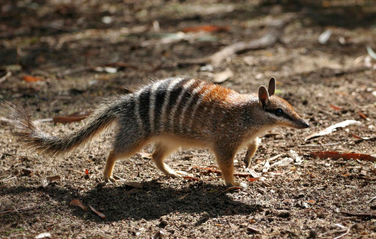 Thú túi ăn mối (Myrmecobius fasciatus) dài 20-28 cm, chỉ xuất hiện ở rừng bạch đàn Tây Australia. Hoạt động ban ngày, chúng có vuốt rất khỏe để phá tổ mối và lưỡi dài để bắt mối.
