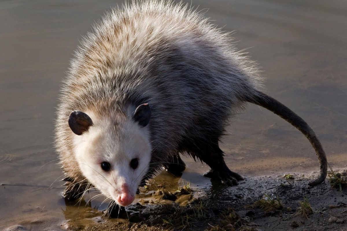 Thú túi đuôi nắm hay opossum Virginia (Didelphis virginiana) dài 35-50 cm, là loài thú có túi lớn nhất châu Mỹ, được ghi nhận ở Bắc Mỹ và Trung Mỹ. Chúng nổi tiếng với biệt tài giả chết như thật và hay bị xe cán bẹp do sở thích nằm giữa đường nhựa vào buổi đêm.