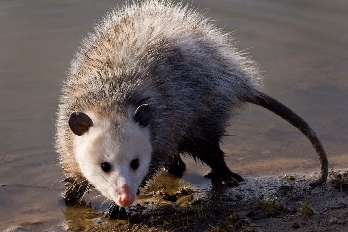 Thú túi đuôi nắm hay opossum Virginia (Didelphis virginiana) dài 35-50 cm, là loài thú có túi lớn nhất châu Mỹ, được ghi nhận ở Bắc Mỹ và Trung Mỹ. Chúng nổi tiếng với biệt tài giả chết như thật và hay bị xe cán bẹp do sở thích nằm giữa đường nhựa vào buổi đêm.