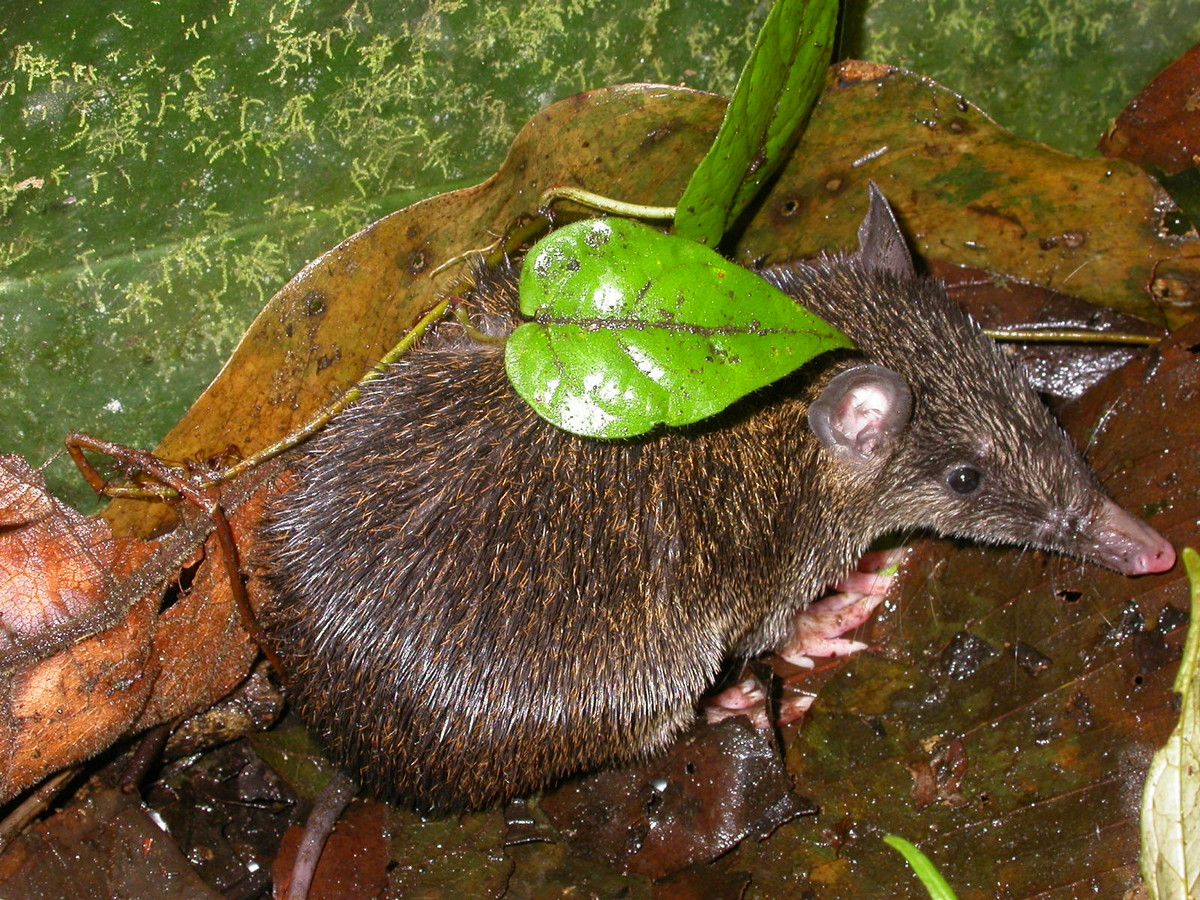 Chuột lợn túi gai (Echymipera kalubu) dài 20-50 cm, là loài vật ăn côn trùng, hoạt động ban đêm trong rừng rậm New Guinea. Chúng có bộ lông cứng như gai, các ngón chân ở bàn chân sau dính liền vào nhau.