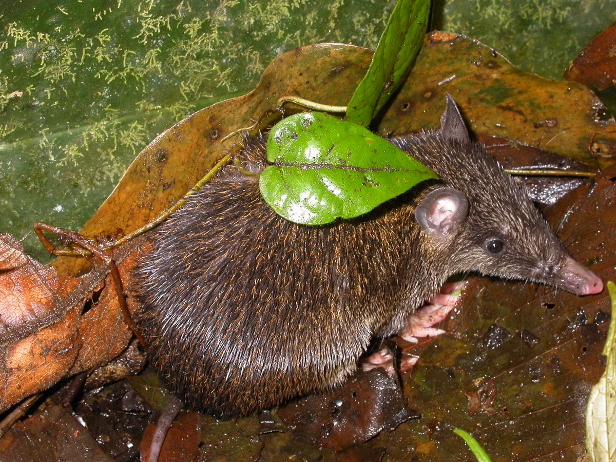 Chuột lợn túi gai (Echymipera kalubu) dài 20-50 cm, là loài vật ăn côn trùng, hoạt động ban đêm trong rừng rậm New Guinea. Chúng có bộ lông cứng như gai, các ngón chân ở bàn chân sau dính liền vào nhau.