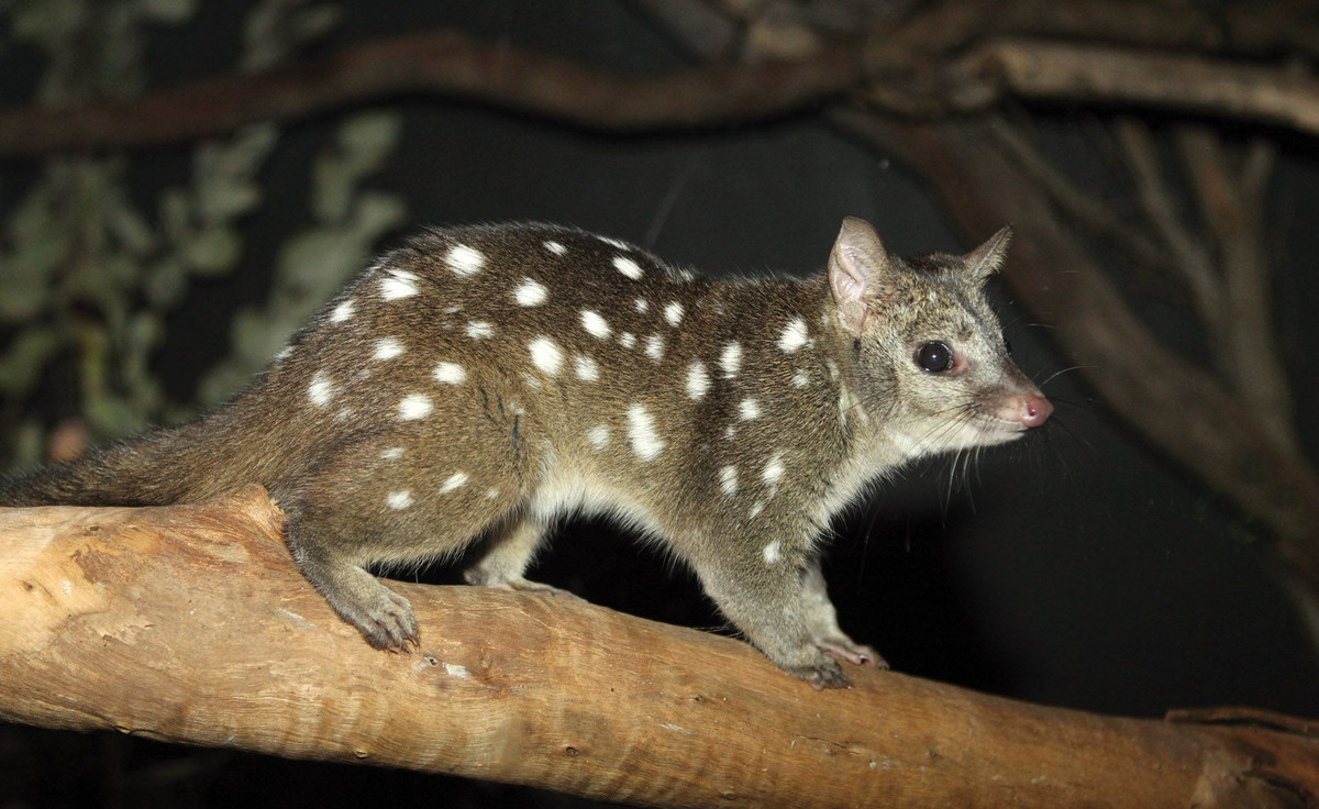 Mèo túi Tây Úc (Dasyurus geoffroii) là loài săn mồi về đêm hoạt động ở Tây Nam Australia. Được coi là giống mèo nhất nhất trong các loài thú có túi, chúng chủ yếu sống trên mặt đất dù cũng có thể leo cây.