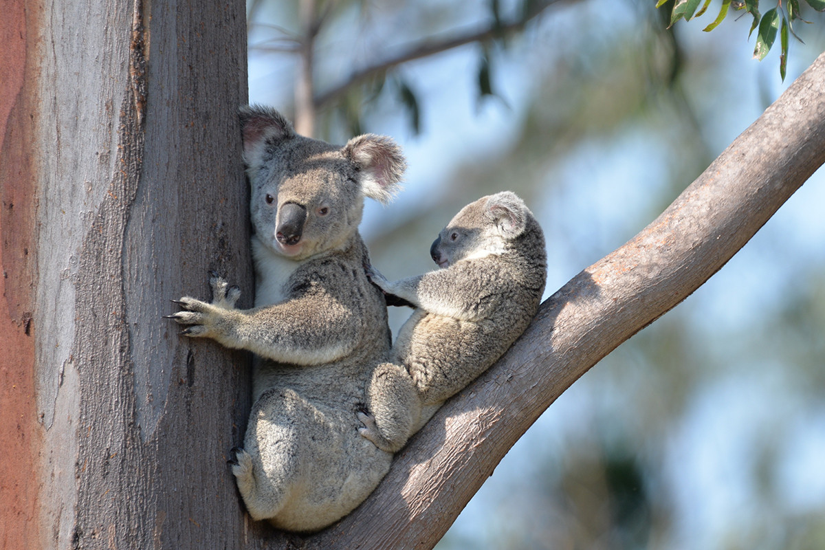 Gấu túi hay koala (Phascolartos cinereus) dài 65-82 cm, sống trong rừng thưa ở Đông Australia. Chúng sống đơn độc và hoạt động về đêm, thức ăn hầu như chỉ có lá bạch đàn.