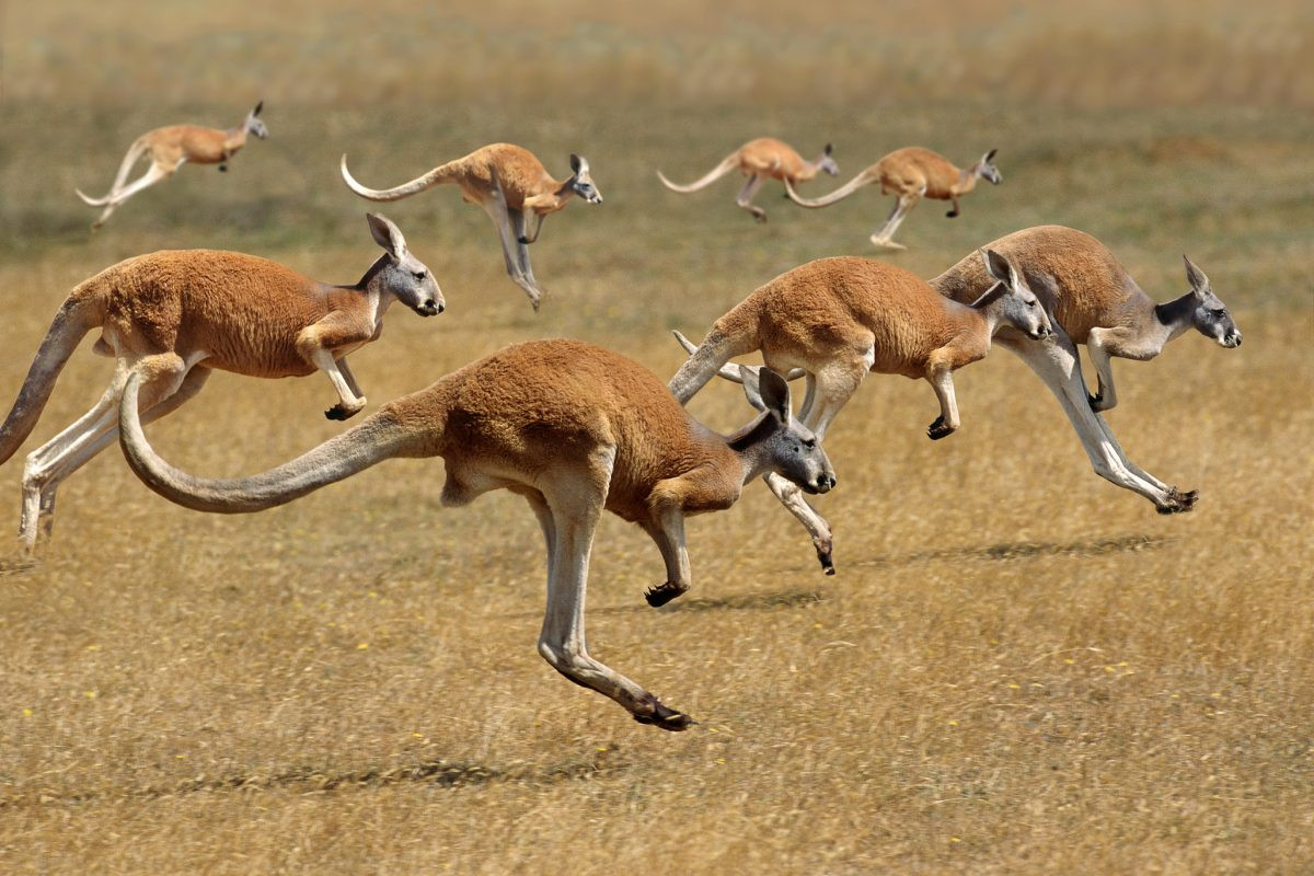 Kangaroo đỏ (Macropus rufus) dài 1-1,6 mét, là loài thú có túi lớn nhất tồn tại đến nay. Chúng phân bố rộng ở Australia, tại các sinh cảnh hoang mạc và đồng cỏ xavan, đôi khi xâm nhập vào các đô thị.