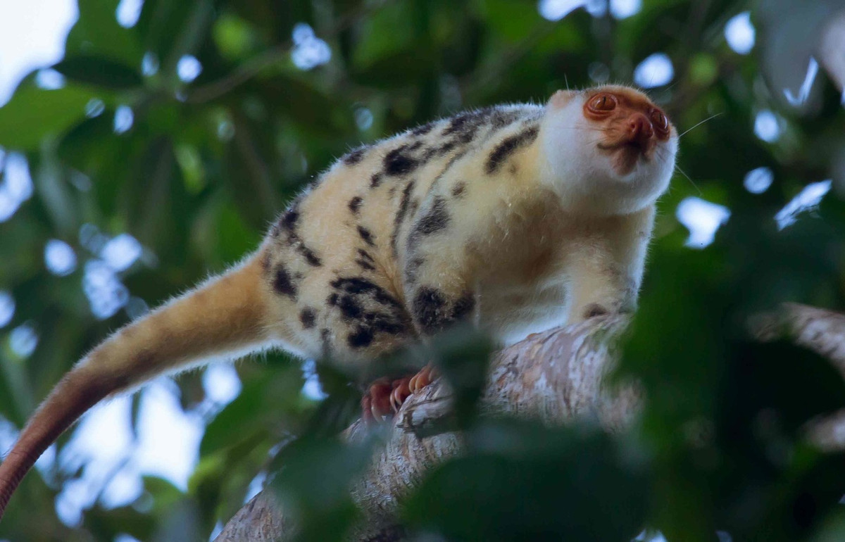 Cáo túi đốm (Spilocuscus maculatus) là loài sống trên cây ở các rừng mưa New Guinea và Đông Bắc Australia. Là loài lưỡng hình giới tính, chỉ cáo túi đực mới có bộ lông lốm đốm.