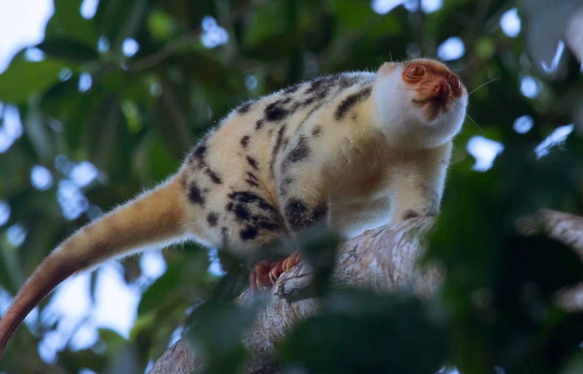 Cáo túi đốm (Spilocuscus maculatus) là loài sống trên cây ở các rừng mưa New Guinea và Đông Bắc Australia. Là loài lưỡng hình giới tính, chỉ cáo túi đực mới có bộ lông lốm đốm.