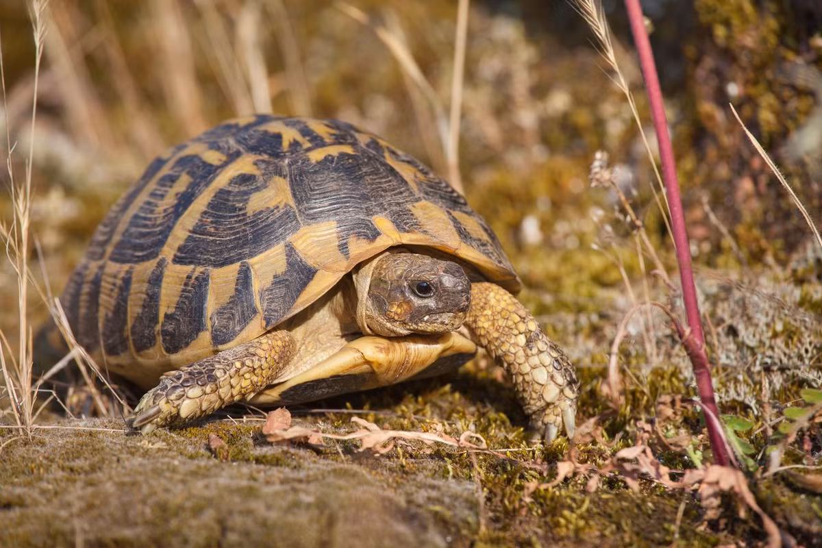 Rùa cạn Hermann (Testudo hermanni) dài 19 cm, sống trong những khu rừng khô ven biển Italia và miền Nam nước Pháp. Loài rùa ăn thực vật này ngủ đông suốt những tháng đông lạnh.