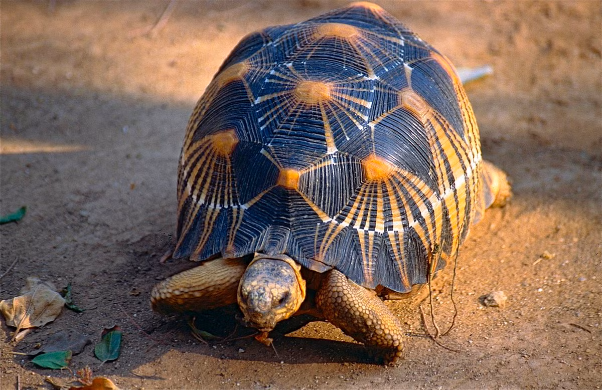 Rùa vân tỏa tia (Astrochelys radiata) dài 40 cm, là loài rùa nguy cấp phân bố giới hạn ở phía Nam đảo Madagascar. Chúng chủ yếu ăn thực vật, hoạt động vào sáng sớm.