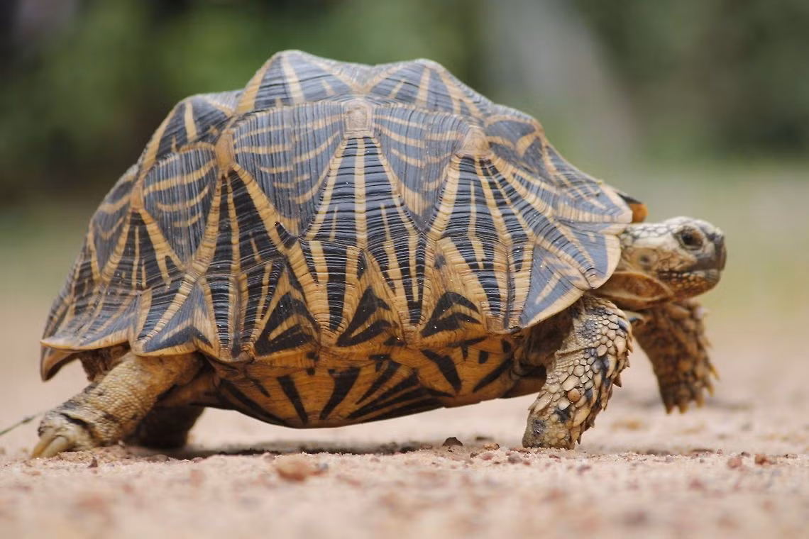 Rùa sao Ấn Độ (Geochelone elegans) dài 38 cm, phân bố ở những vùng khô hạn của Ấn Độ và Sri Lanka. Chúng ăn thực vật, giao phối và sinh sản vào mùa mưa. Do mai có hoa văn đẹp, rùa sao Ấn Độ đã được nhân nuôi để làm thú cưng ở nhiều nơi.