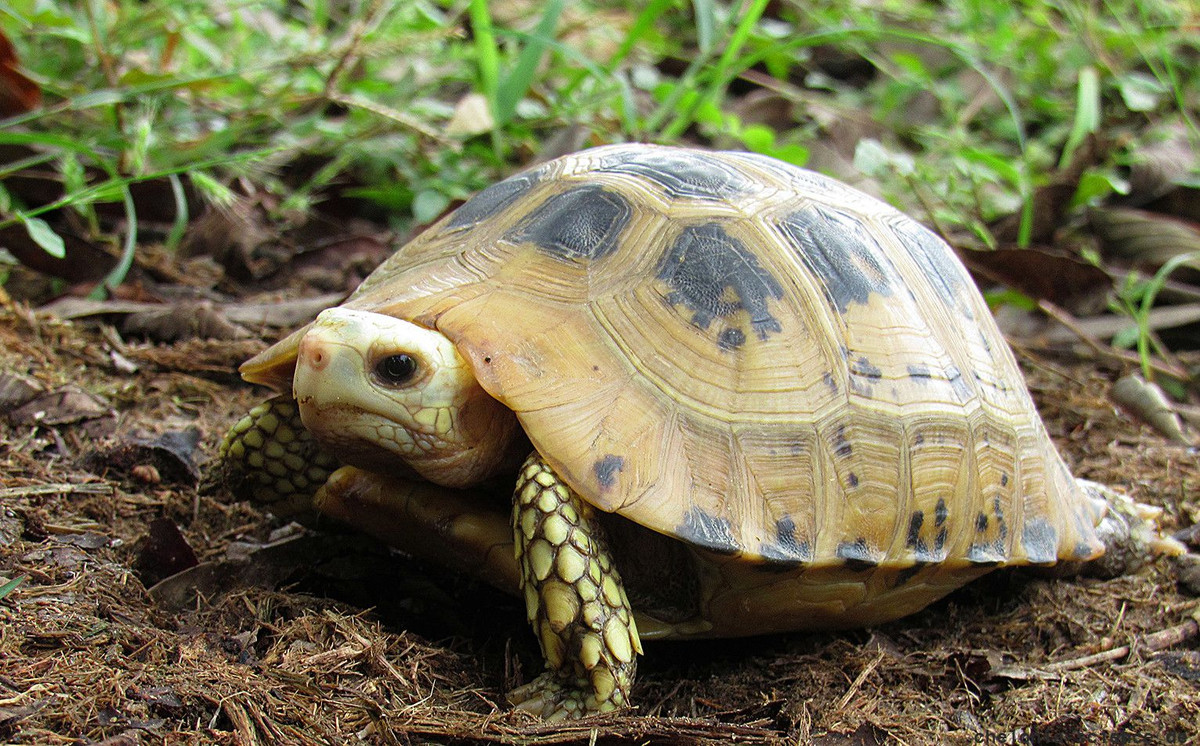 Rùa núi vàng (Indotestudo elongata) dài 33 cm, phân bố ở vùng nhiệt đới Đông Nam Á. Loài rùa cạn này ăn quả và xác thối. Chúng ẩn mình trong các đám lá mục ẩm ướt khi thời tiết khô.