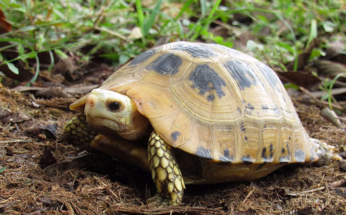 Rùa núi vàng (Indotestudo elongata) dài 33 cm, phân bố ở vùng nhiệt đới Đông Nam Á. Loài rùa cạn này ăn quả và xác thối. Chúng ẩn mình trong các đám lá mục ẩm ướt khi thời tiết khô.