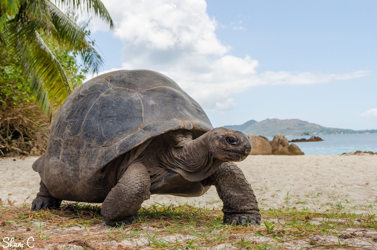 Rùa khổng lồ Aldabra (Aldabrachelys gigantea) dài 1,2 mét, là loài đặc hữu ở đảo san hô vòng Aldabra thuộc Ấn Độ Dương. Loài rùa ăn thực vật đồ sộ này có khả năng uống nước qua lỗ mũi.