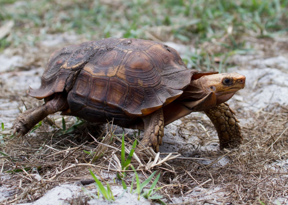 Rùa bản lề răng cưa (Kinixys erosa) dài 40 cm, là loài rùa ăn tạp phân bố ở các vùng đầm lấy nhiệt đới Tây Phi. Các con rùa già của loài này có "bản lề" ở đằng sau mai.