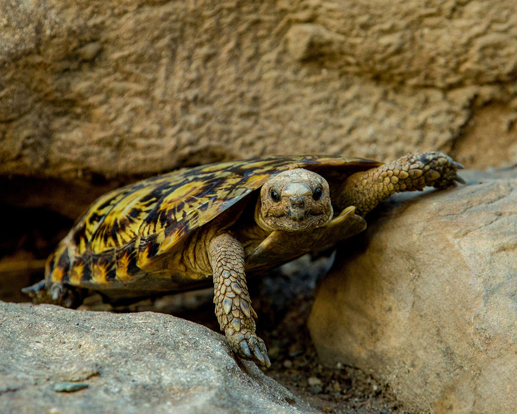 Rùa dẹt (Malacochersus tornieri) dài 18 cm, là loài rùa ăn tạp sống trong những sinh cảnh đá ở Đông Phi. Nhờ hình dáng phẳng dẹt như con gián, chúng có thể ẩn nấp trong các khe đá.
