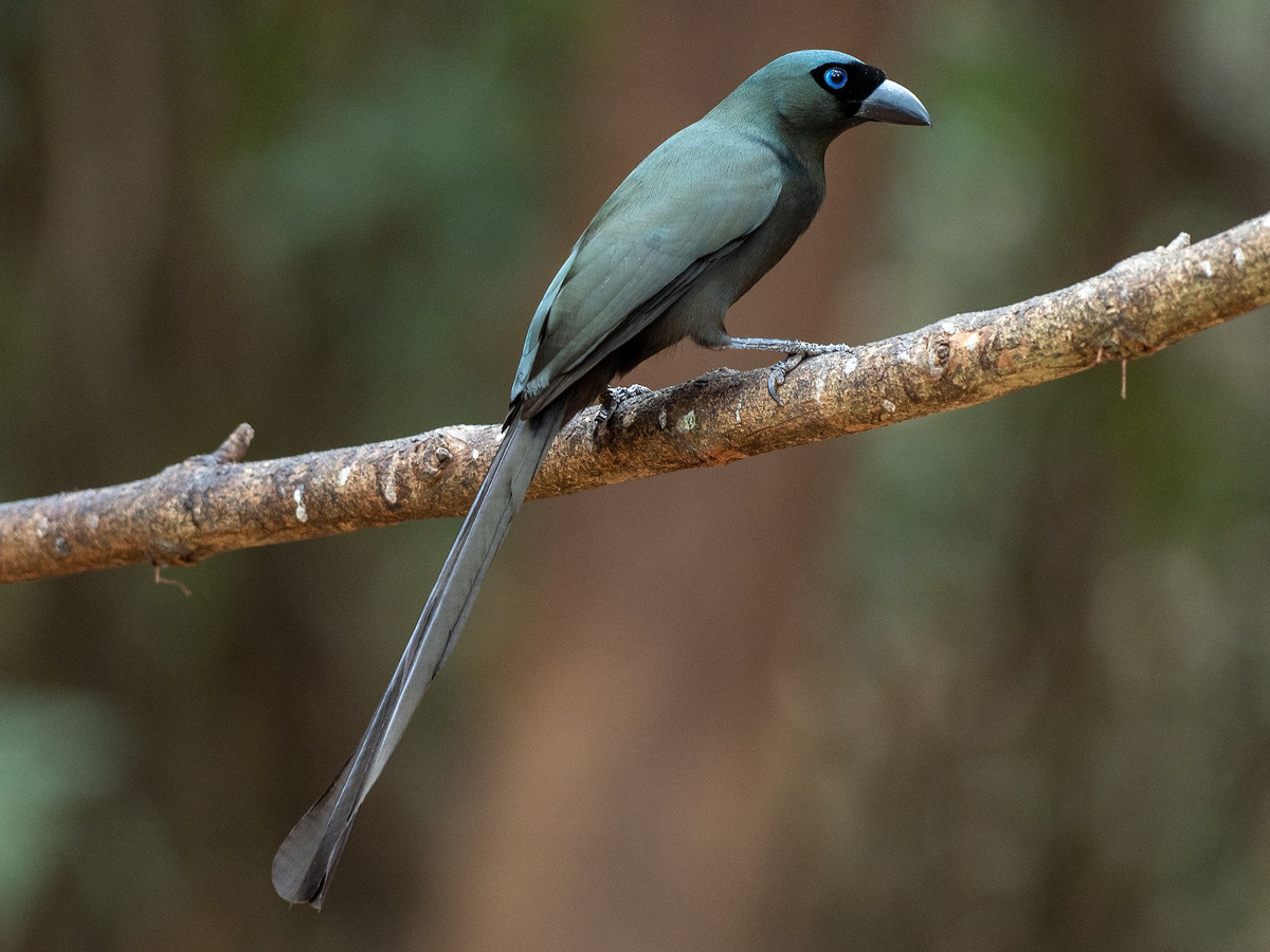 Chim khách (Crypsirina temia) dài 31-33cm, là loài định cư tương đối phổ biến đến phổ biến trong cả nước. Chúng sống ở rừng hỗn giao rụng lá, rừng lá rộng thường xanh, bán thường xanh, khu vực trống trải, rừng thứ sinh, rừng tre nứa, rừng ngập mặn, cây bụi ven biển.