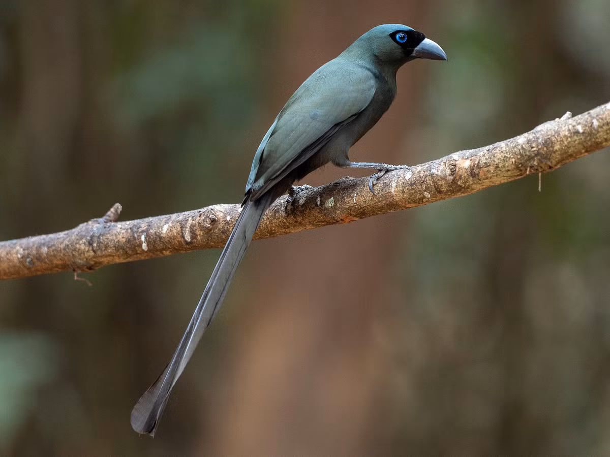 Chim khách (Crypsirina temia) dài 31-33cm, là loài định cư tương đối phổ biến đến phổ biến trong cả nước. Chúng sống ở rừng hỗn giao rụng lá, rừng lá rộng thường xanh, bán thường xanh, khu vực trống trải, rừng thứ sinh, rừng tre nứa, rừng ngập mặn, cây bụi ven biển.