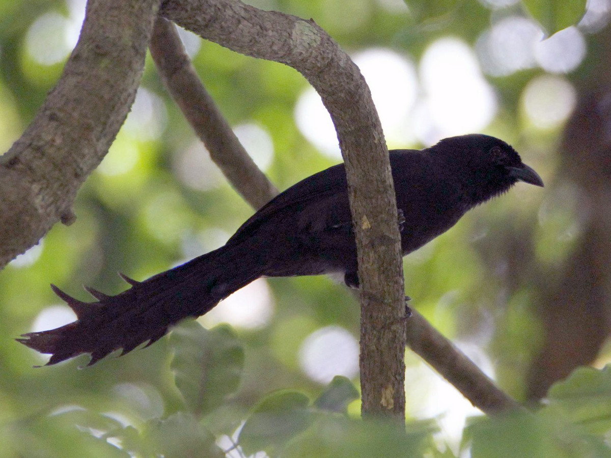 Chim khách đuôi cờ (Temnurus temnurus) dài 33-36 cm, là loài định cư, không phổ biến đến tương đối phổ biến trong cả nước (trừ Nam Bộ, có thể gặp tại VQG Ba Vì, Tam Đảo, Cúc Phương, Bạch Mã). Sinh cảnh của chugns là rừng lá rộng thường xanh, bìa rừng, rừng thứ sinh, rừng tre nứa.
