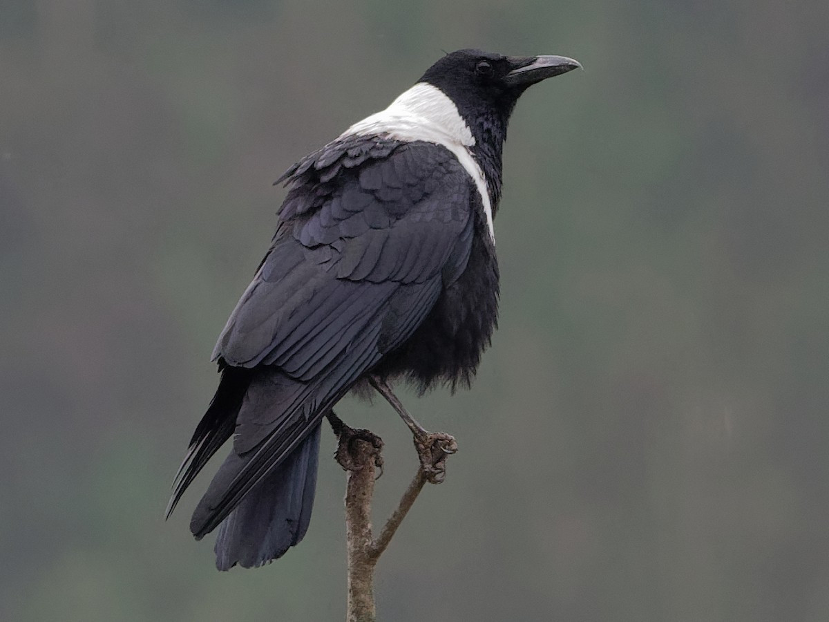 Chim quạ khoang (Corvus torquatus) dài 52-55 cm, là loài định cư hiếm tại Đông Bắc (có thể quan sát tạ Cao Bằng, Bắc Kạn, Quảng Ninh, dễ gặp tại khu BTTN Trung Khánh). Loài chim này sống ở các khu vực trống trải, đất canh tác có cây gỗ rải rác, ven biển, chủ yếu ở nơi đất thấp.