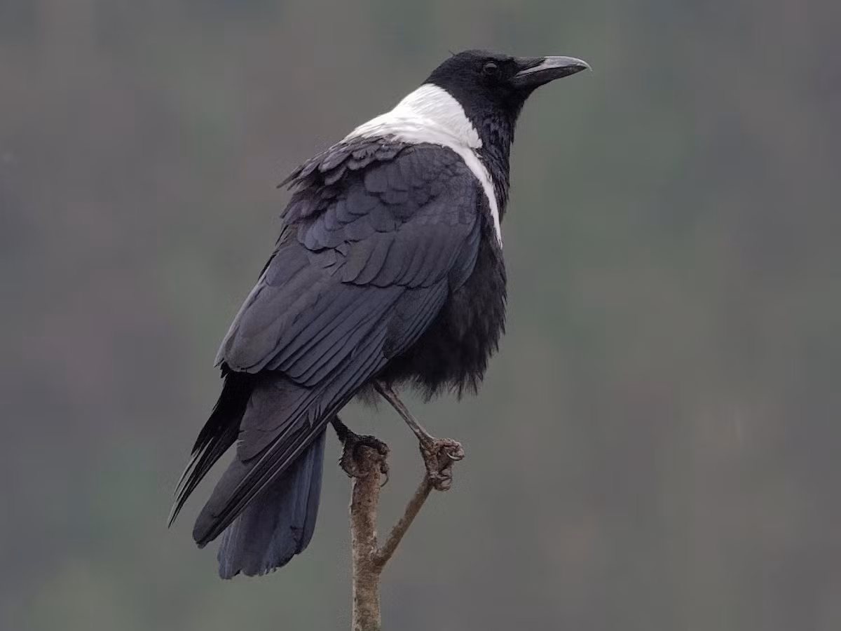 Chim quạ khoang (Corvus torquatus) dài 52-55 cm, là loài định cư hiếm tại Đông Bắc (có thể quan sát tạ Cao Bằng, Bắc Kạn, Quảng Ninh, dễ gặp tại khu BTTN Trung Khánh). Loài chim này sống ở các khu vực trống trải, đất canh tác có cây gỗ rải rác, ven biển, chủ yếu ở nơi đất thấp.