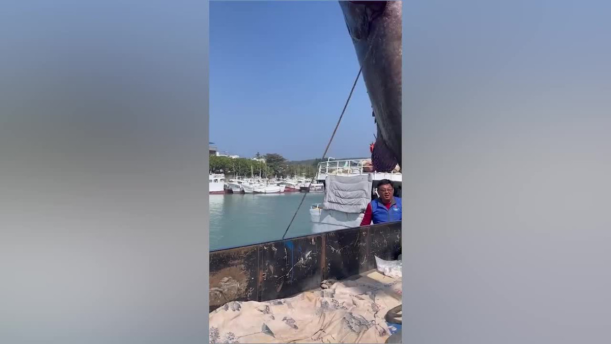 Video: Người đàn ông câu được cá mú khổng lồ nặng 102kg Video: Nguoi dan ong cau duoc ca mu khong lo nang 102kg