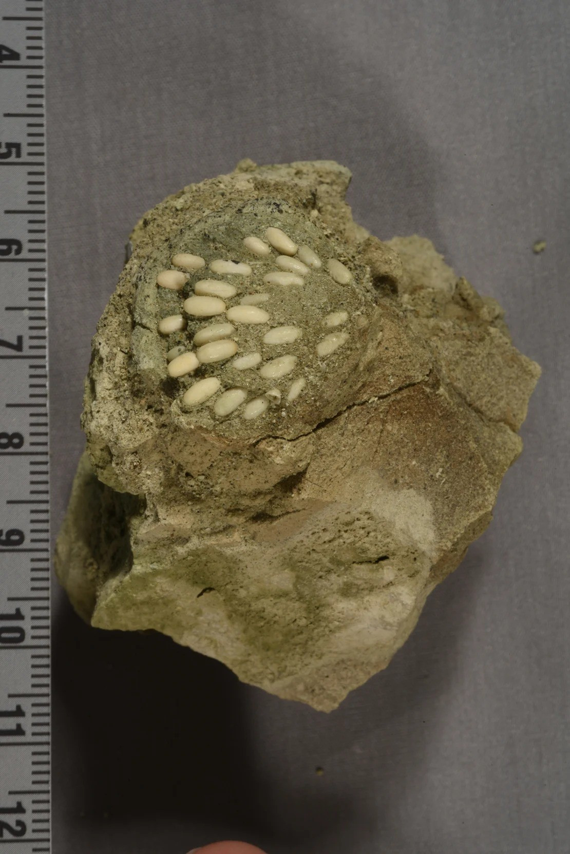 Phat hien to trung hoa thach co nien dai 29 trieu nam tuoi-Hinh-2