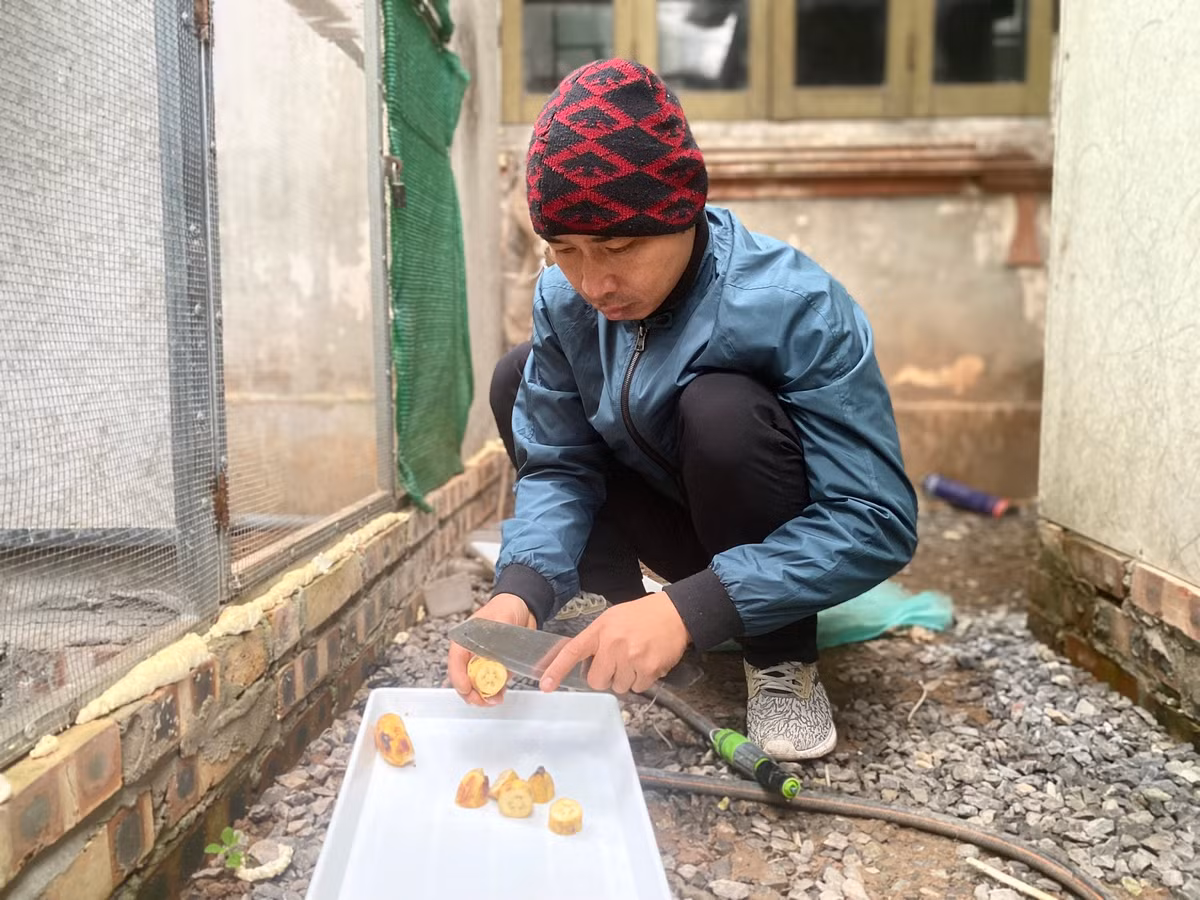 Chuối là thức ăn ưa thích của chim chào mào. Chuối cung cấp lượng lớn dưỡng chất kali và tinh bột giúp hỗ trợ hệ tiêu hóa và bài tiết.