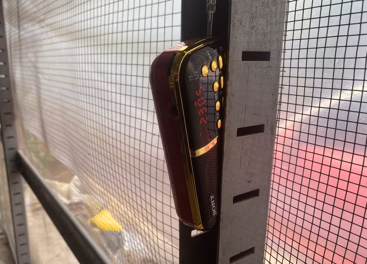 Tại khu vực nuôi chim mới lớn, anh Huy đặt những chiếc radio mini phát ra tiếng chim chào mào kêu 24/24 để chim tập hót.