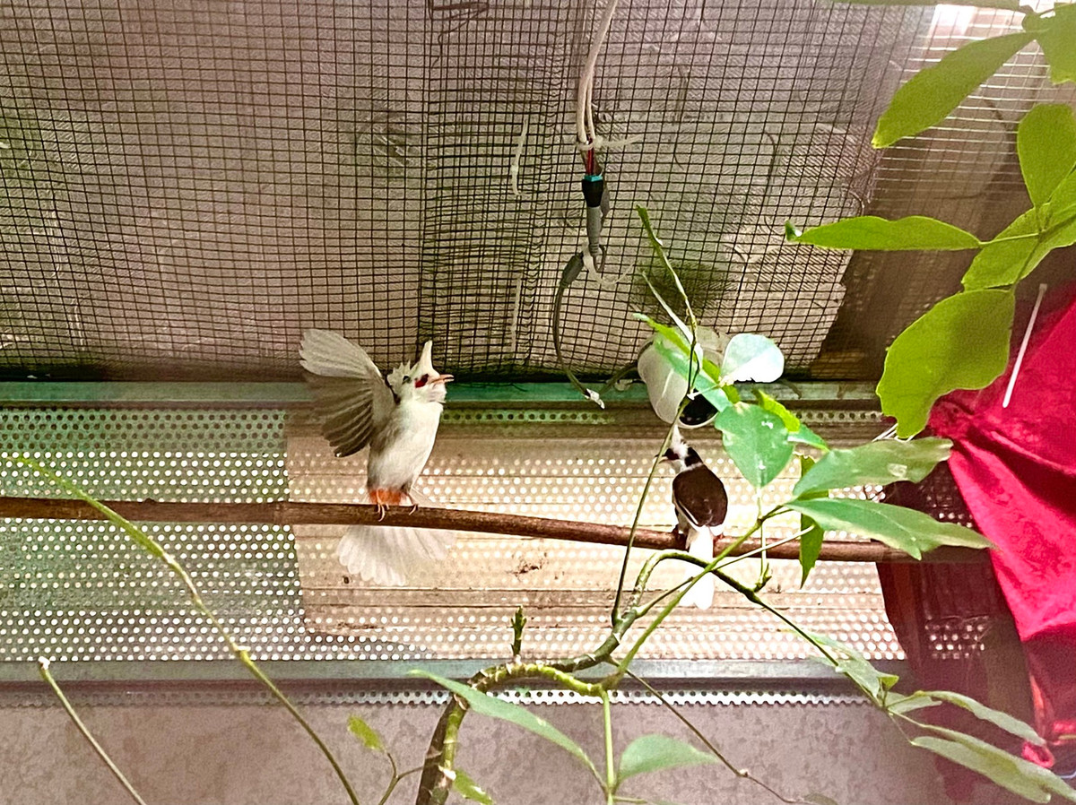 Mỗi chuồng nuôi có diện tích khoảng 10 mét vuông, có camera theo dõi 24/24.