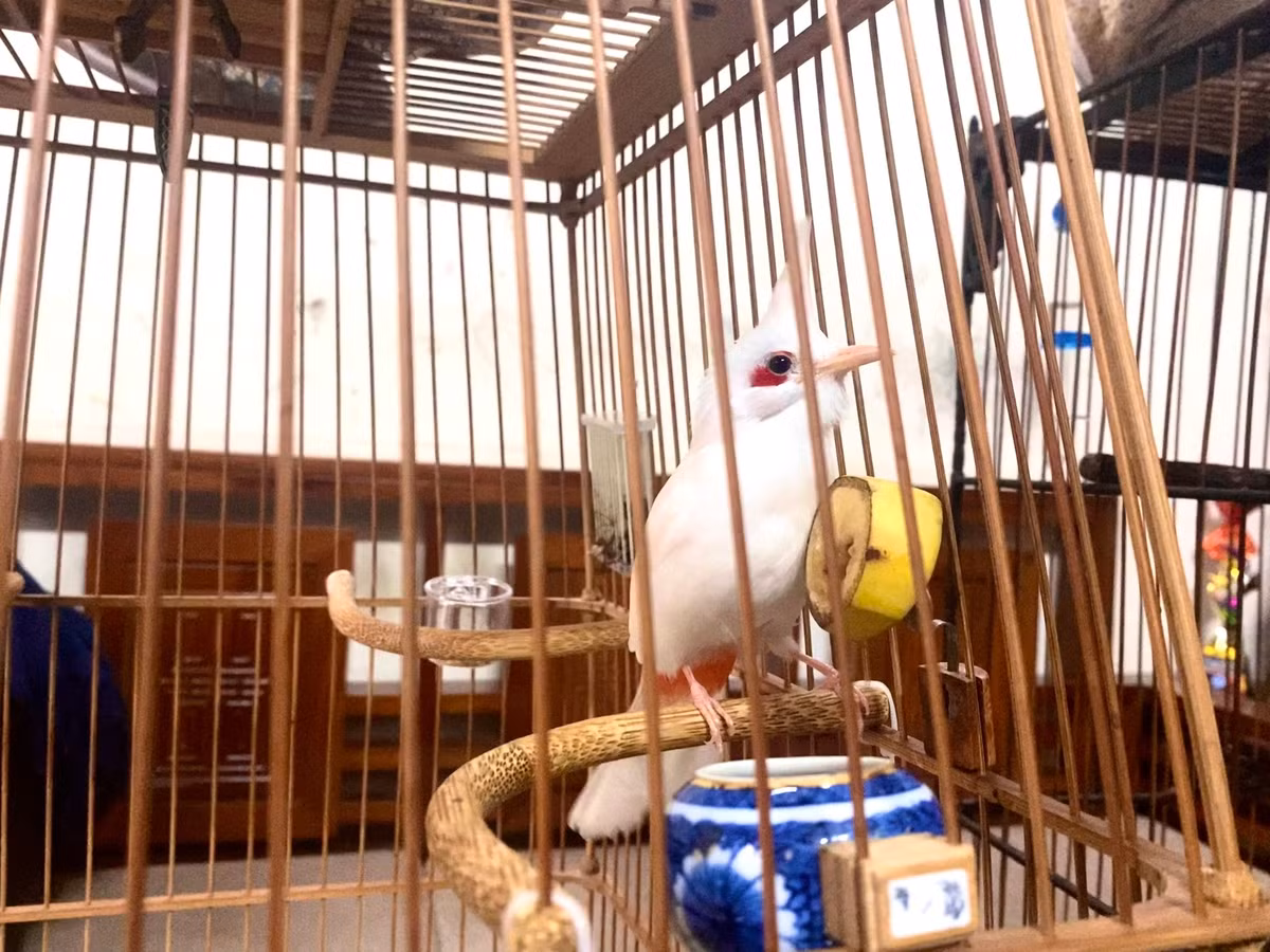 Trong ảnh là một "đấu sĩ" chào mào có mức giá 9 con số của anh Huy, đã mang về cho anh nhiều giải thưởng cao quý.