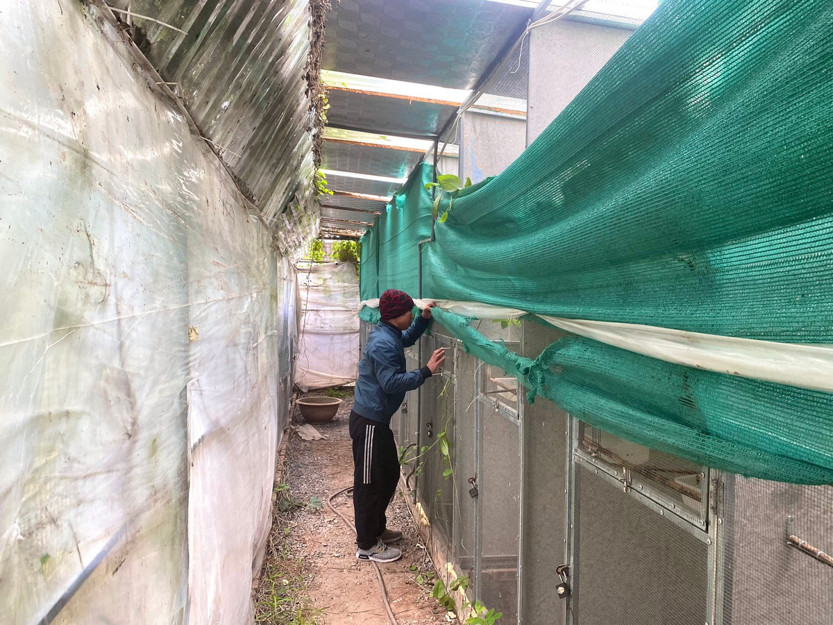 Trại chim chào mào đột biến của anh Lê Quang Huy (sinh năm 1986) - Chủ tịch CLB chim chào mào Tây Hồ nằm trong ngõ 41 An Dương Vương (quận Tây Hồ, Hà Nội).