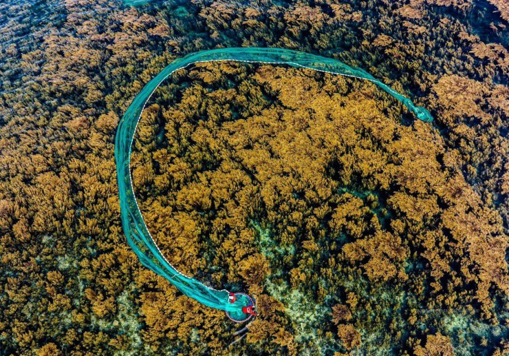 Reu xanh lang chai Nhon Hai niu chan du khach-Hinh-7