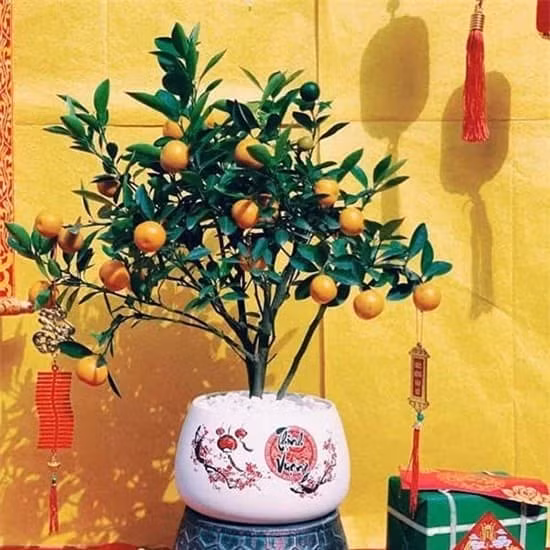 Mang 8 loai hoa nay ve, nam moi 2024 thinh vuong, binh an-Hinh-3