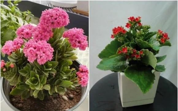 Mang 8 loai hoa nay ve, nam moi 2024 thinh vuong, binh an-Hinh-5