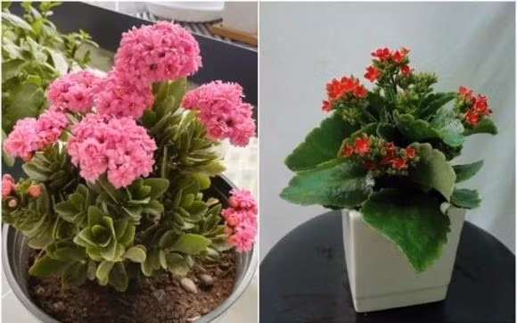 Mang 8 loai hoa nay ve, nam moi 2024 thinh vuong, binh an-Hinh-5